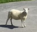Schaf